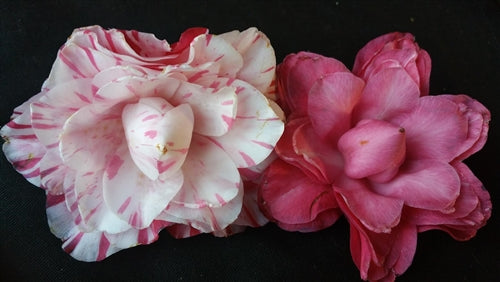 Camellia japonica 'Carter's Sunburst' at Camellia Forest Nursery