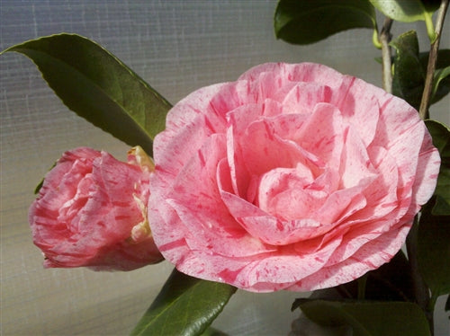 Camellia japonica 'Carter's Sunburst' at Camellia Forest Nursery