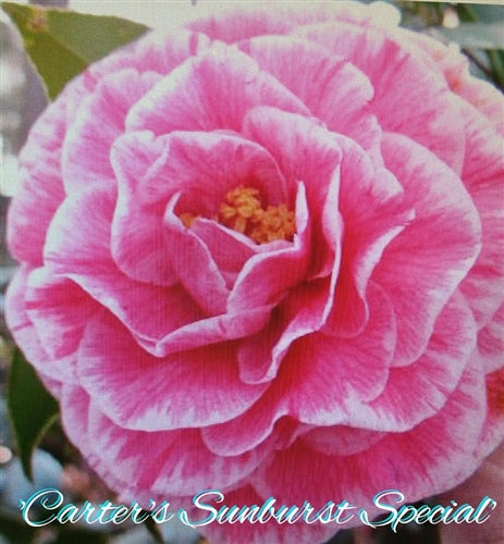 Camellia japonica 'Carter's Sunburst Special' at Camellia Forest Nursery