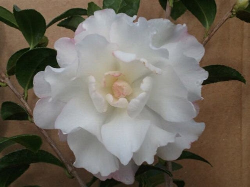 Camellia sasanqua 'Cecelia' at Camellia Forest Nursery, white camellia