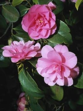 Camellia sasanqua 'Chansonette' at Camellia Forest Nursery