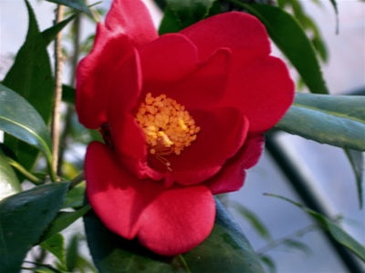 Camellia chekiangoleosa at Camellia Forest Nursery