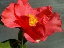 Camellia chekiangoleosa at Camellia Forest Nursery