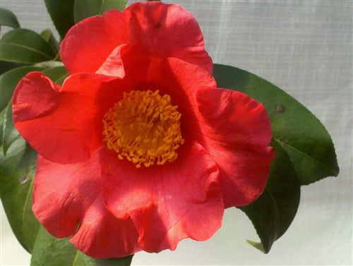 Camellia chekiangoleosa at Camellia Forest Nursery