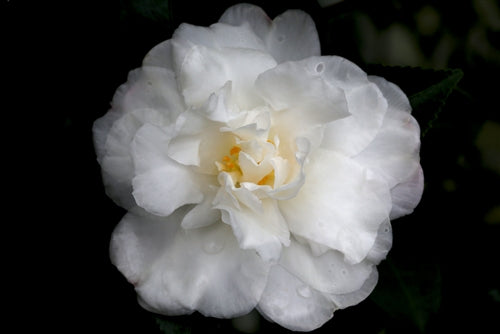 Camellia sasanqua 'Chisato-no-aki' at Camellia Forest Nursery