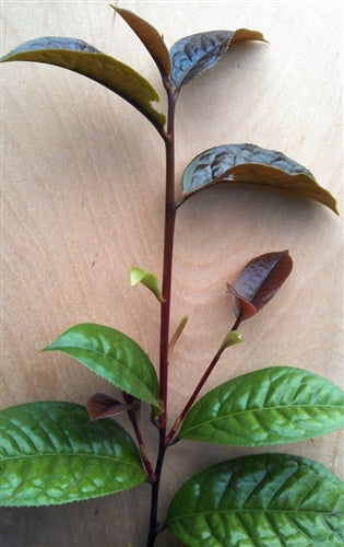 Camellia chrysanthoides at Camellia Forest Nursery