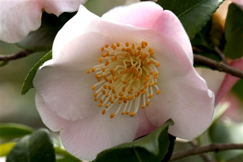 Camellia x 'Cinnamon Scentsation'