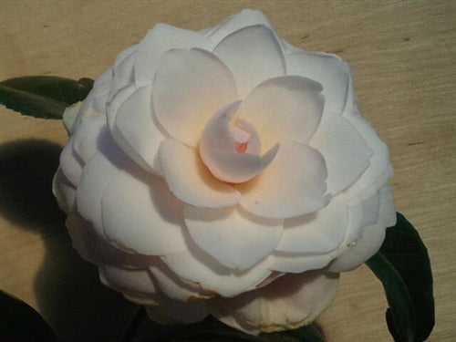 Camellia japonica 'Classic Pink' at Camellia Forest Nursery