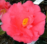 Camellia x williamsii 'Coral Delight'