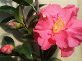 Camellia x williamsii 'Coral Delight'