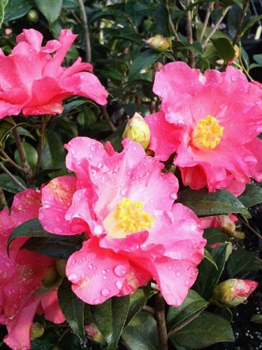 Camellia x williamsii 'Coral Delight'