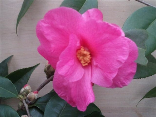 Camellia x 'Crimson Candles'