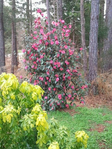 Camellia x 'Crimson Candles'