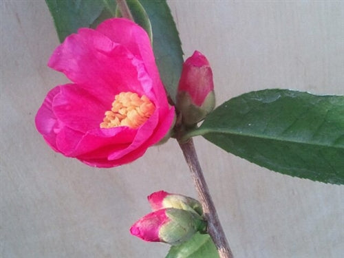 Camellia x 'Crimson Candles'