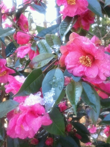 Camellia x 'Crimson Candles'