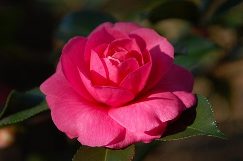 Camellia x 'Christmas Rose'