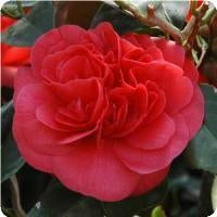Camellia japonica 'Curly Lady' at Camellia Forest Nursery