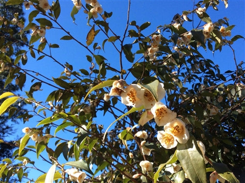 Camellia cuspidata at Camellia Forest Nursery