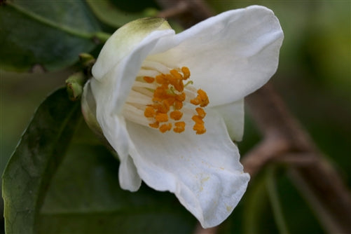 Camellia cuspidata at Camellia Forest Nursery