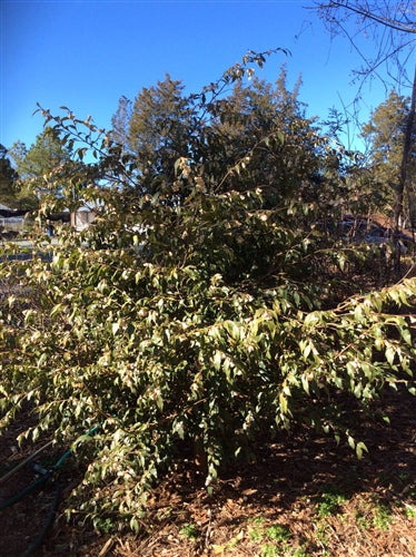 Camellia cuspidata at Camellia Forest Nursery