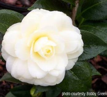 Camellia japonica 'Dahlonega' at Camellia Forest Nursery