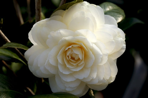 Camellia japonica 'Dahlonega' at Camellia Forest Nursery