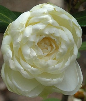 Camellia japonica 'Dahlonega' at Camellia Forest Nursery