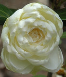 Camellia japonica 'Dahlonega' at Camellia Forest Nursery