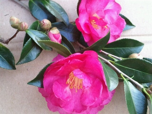 Camellia hiemalis 'Dazzler' at Camellia Forest Nursery