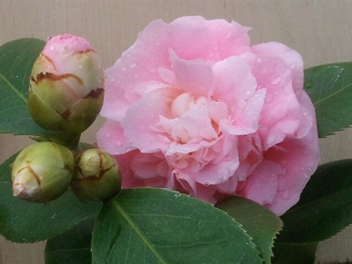 Camellia japonica 'Debutante' at Camellia Forest Nursery