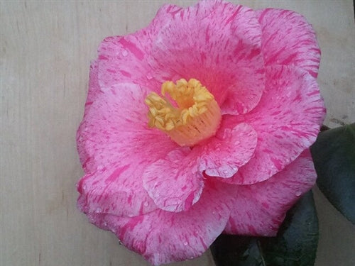 Camellia japonica 'Destiny' at Camellia Forest Nursery