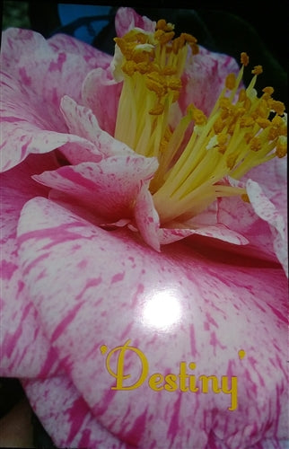 Camellia japonica 'Destiny' at Camellia Forest Nursery