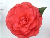 Camellia japonica 'Dick Hardison' at Camellia Forest Nursery