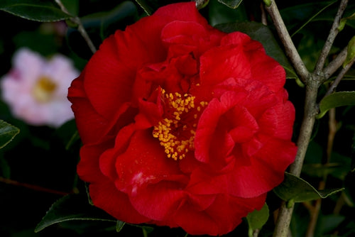 Camellia japonica 'Don Mac' at Camellia Forest Nursery