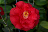 Camellia japonica 'Don Mac' at Camellia Forest Nursery
