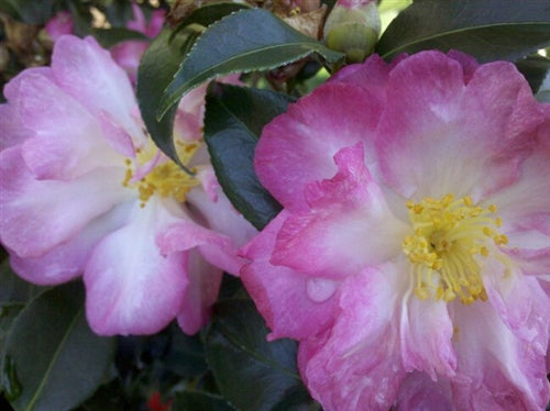 Camellia sasanqua 'Double Rainbow' at Camellia Forest Nursery