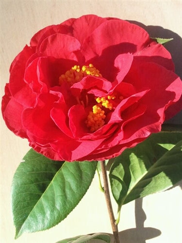 Camellia x 'Dr. Clifford Parks'