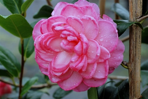 Camellia x williamsii 'Dream Boat'