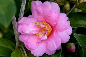 Camellia x williamsii 'Dr. Ralph Watkins'