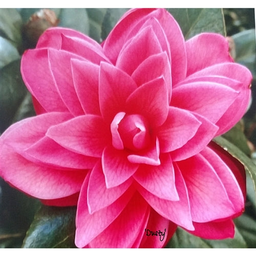 Camellia japonica 'Dusty' at Camellia Forest Nursery