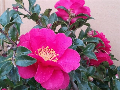 Camellia sasanqua 'Dwarf Shishi' at Camellia Forest Nursery