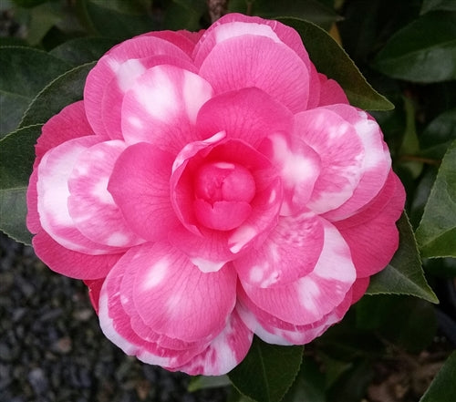 Camellia japonica 'Early Autumn Var.' at Camellia Forest Nursery