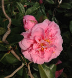 Camellia x vernalis 'Egao Corkscrew'