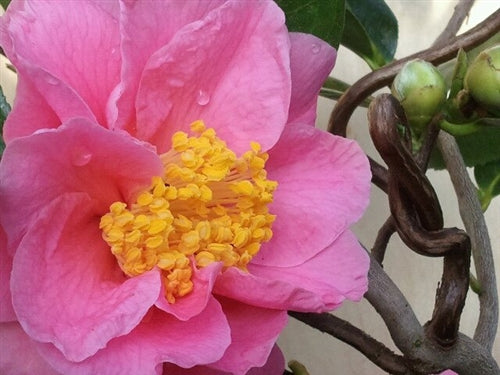 Camellia x vernalis 'Egao Corkscrew'