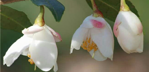 Camellia x 'Elina Cascade'