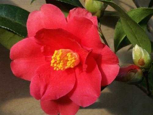 Camellia japonica 'Freedom Bell' at Camellia Forest Nursery