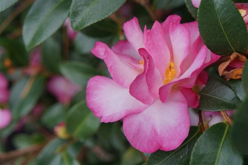 Camellia sasanqua 'Feathered Edge' at Camellia Forest Nursery
