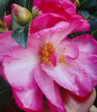 Camellia sasanqua 'Feathered Edge' at Camellia Forest Nursery
