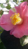 Camellia japonica 'Fishtail Red' at Camellia Forest Nursery