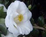 Camellia japonica 'Frost Queen' at Camellia Forest Nursery